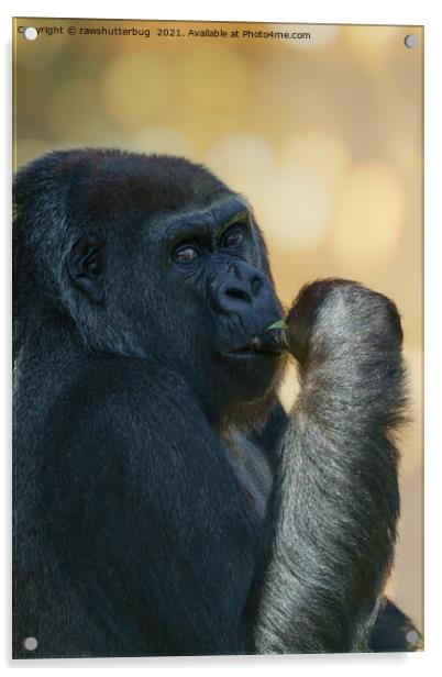 Beautiful Gorilla Lady Acrylic by rawshutterbug 