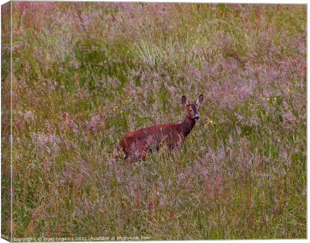 Roe Deer Outdoor field Canvas Print by craig hopkins