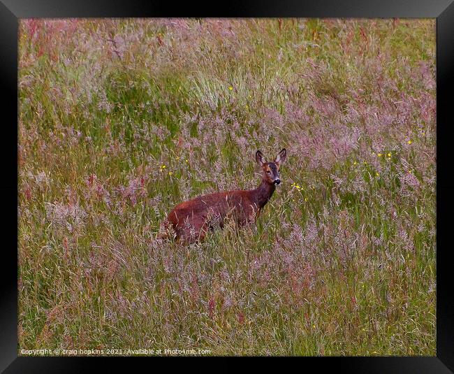 Roe Deer Outdoor field Framed Print by craig hopkins