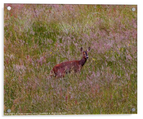 Roe Deer Outdoor field Acrylic by craig hopkins