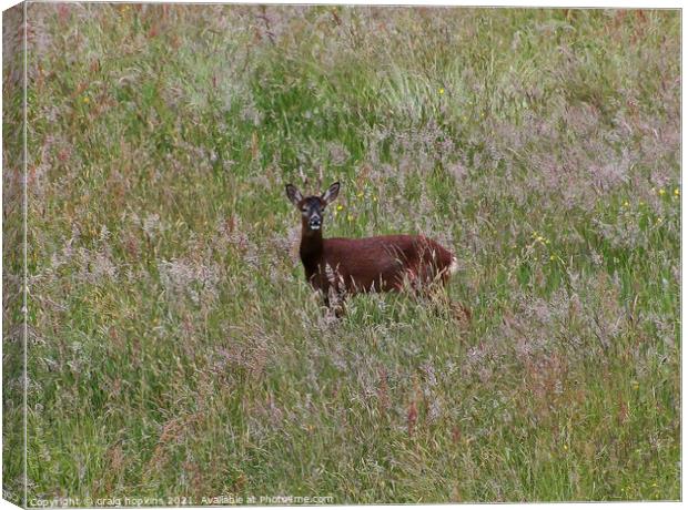 Young Roe Deer Canvas Print by craig hopkins