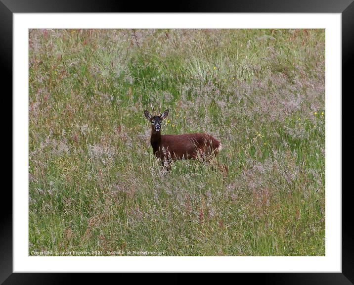 Young Roe Deer Framed Mounted Print by craig hopkins