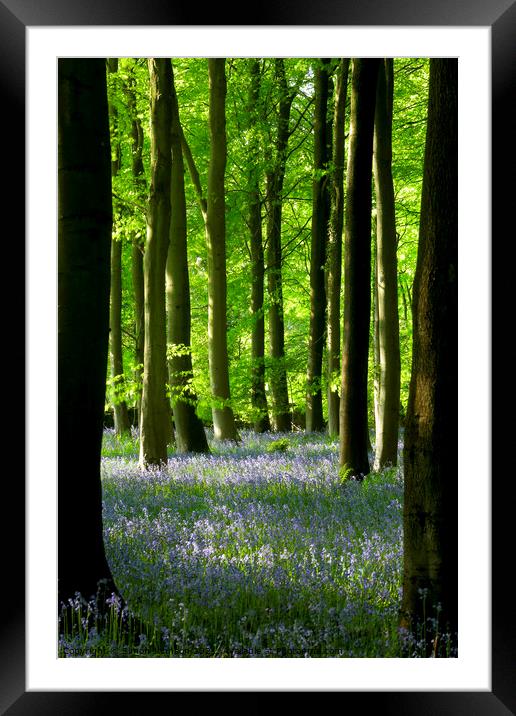 AbBluebell Woods Framed Mounted Print by Simon Johnson