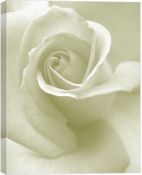whisper of a rose Canvas Print by Heather Newton