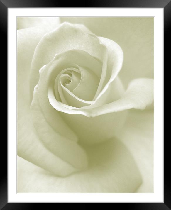 whisper of a rose Framed Mounted Print by Heather Newton