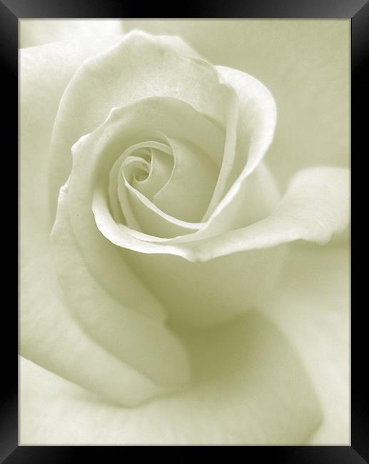 whisper of a rose Framed Print by Heather Newton