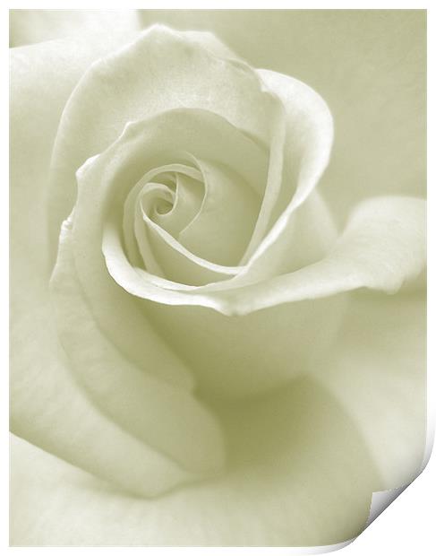 whisper of a rose Print by Heather Newton