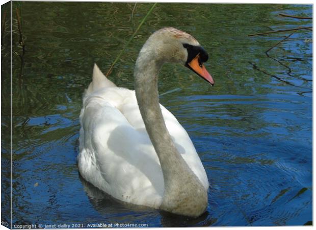swan Canvas Print by janet dalby