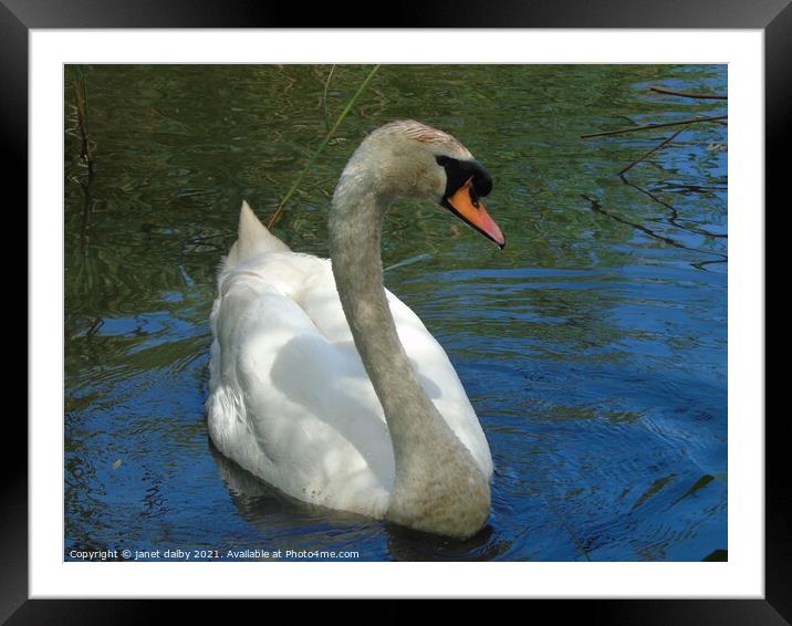 swan Framed Mounted Print by janet dalby