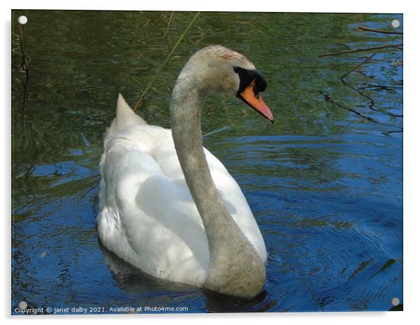 swan Acrylic by janet dalby