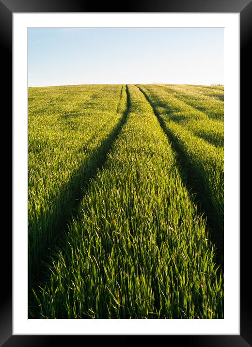 Tracks in the a Green Wheat Field in Spring  Framed Mounted Print by Dietmar Rauscher