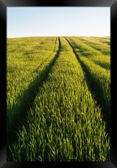 Tracks in the a Green Wheat Field in Spring  Framed Print by Dietmar Rauscher