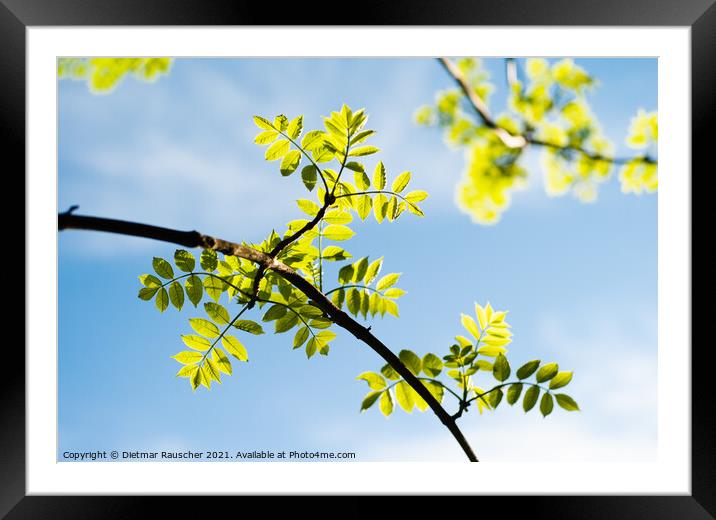 Twig with Lush Green Beech Tree Leaves Framed Mounted Print by Dietmar Rauscher