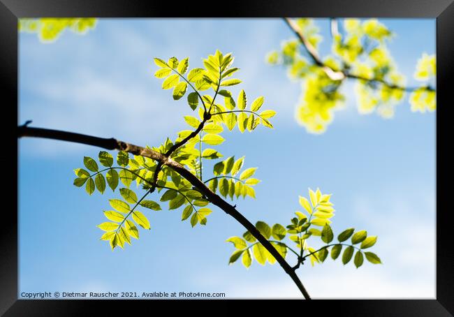 Twig with Lush Green Beech Tree Leaves Framed Print by Dietmar Rauscher