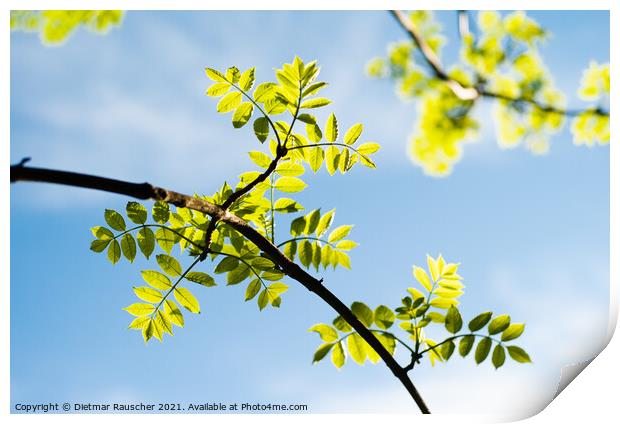Twig with Lush Green Beech Tree Leaves Print by Dietmar Rauscher