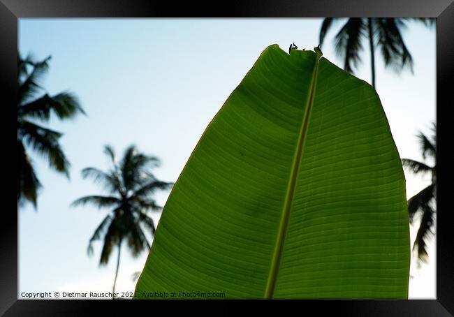 Green Banana Leaf, Palm Trees  Framed Print by Dietmar Rauscher