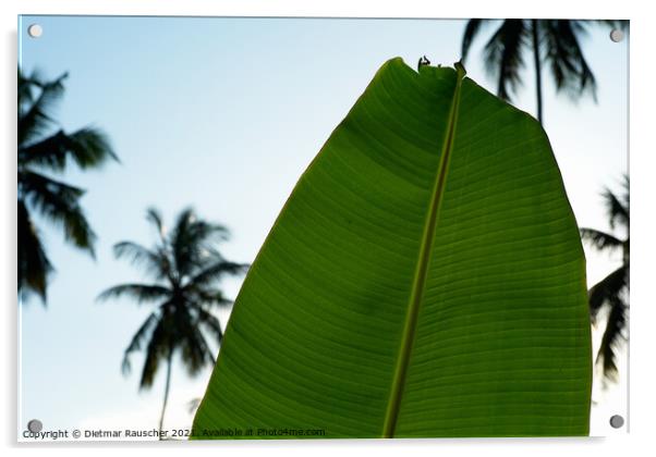 Green Banana Leaf, Palm Trees  Acrylic by Dietmar Rauscher