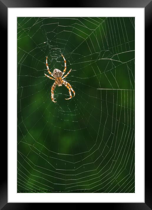 European Garden Spider or Diadem Spider in its Web Framed Mounted Print by Dietmar Rauscher