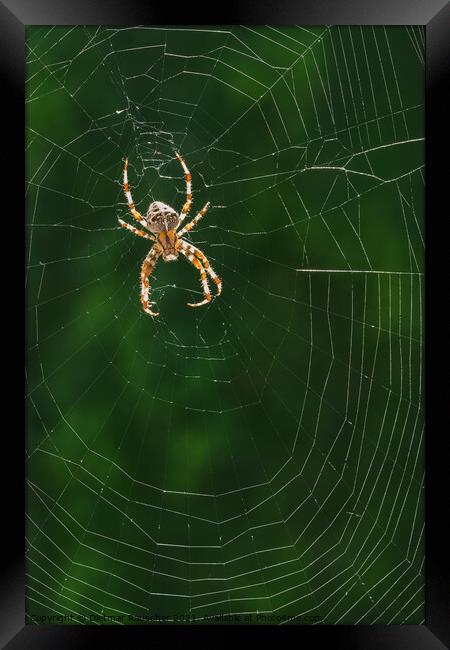 European Garden Spider or Diadem Spider in its Web Framed Print by Dietmar Rauscher