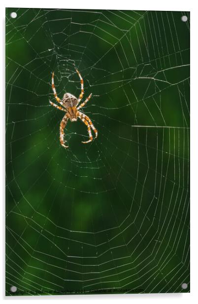 European Garden Spider or Diadem Spider in its Web Acrylic by Dietmar Rauscher