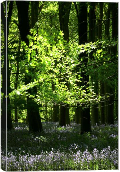 Sunlit leaves and bluebells Canvas Print by Simon Johnson