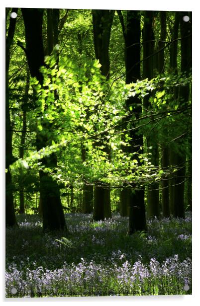 Sunlit leaves and bluebells Acrylic by Simon Johnson