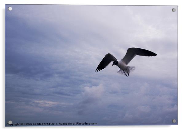 Bonaparte's Gull in Flight Acrylic by Kathleen Stephens