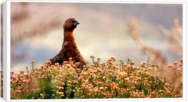Red Grouse In The Heather Canvas Print by BARBARA RAW
