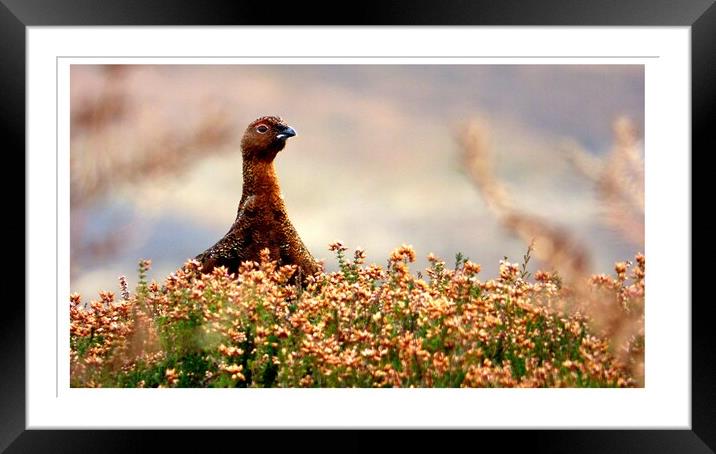 Red Grouse In The Heather Framed Mounted Print by BARBARA RAW