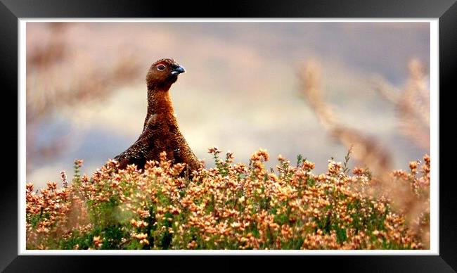 Red Grouse In The Heather Framed Print by BARBARA RAW