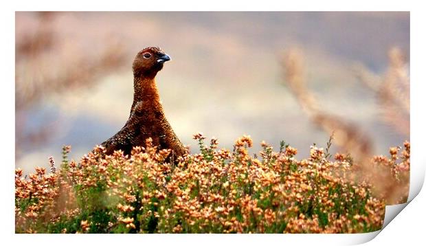 Red Grouse In The Heather Print by BARBARA RAW