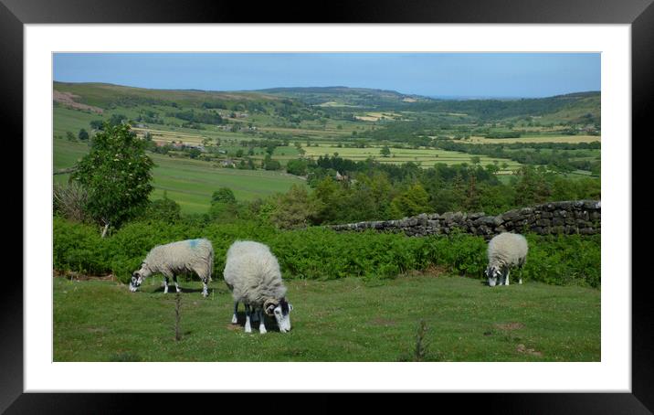 Ewes On Glaisdale Head Framed Mounted Print by BARBARA RAW