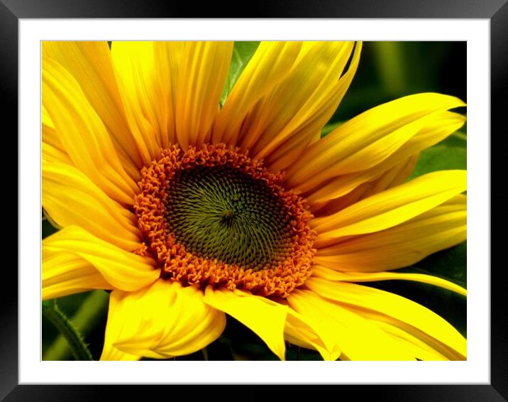 The Sun Flower Framed Mounted Print by BARBARA RAW