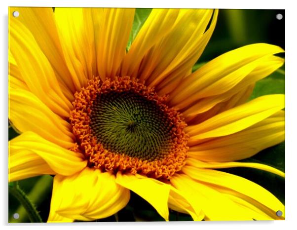 The Sun Flower Acrylic by BARBARA RAW