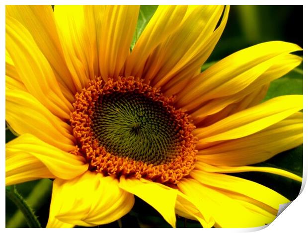 The Sun Flower Print by BARBARA RAW