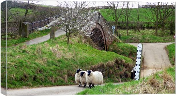 The Trio At Duck Bridge Canvas Print by BARBARA RAW