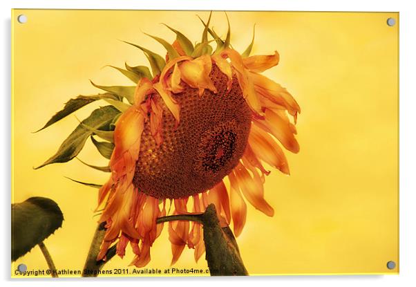 Sunny Acrylic by Kathleen Stephens