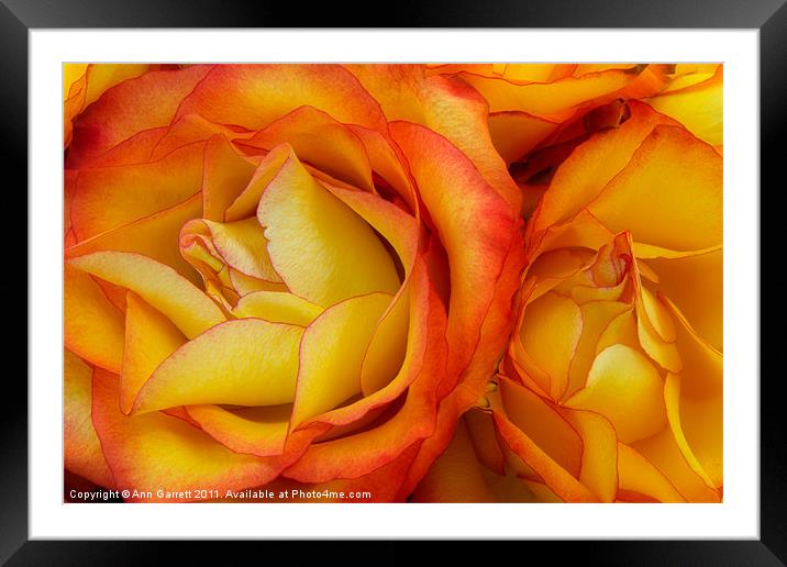 Twin Yellow Roses Framed Mounted Print by Ann Garrett