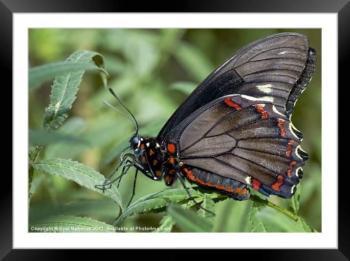 Zebra Longwing butterfly. Framed Mounted Print by Eyal Nahmias