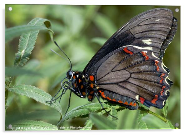 Zebra Longwing butterfly. Acrylic by Eyal Nahmias