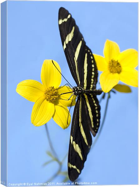 A zebra longwing butterfly, Heliconius charitonius Canvas Print by Eyal Nahmias