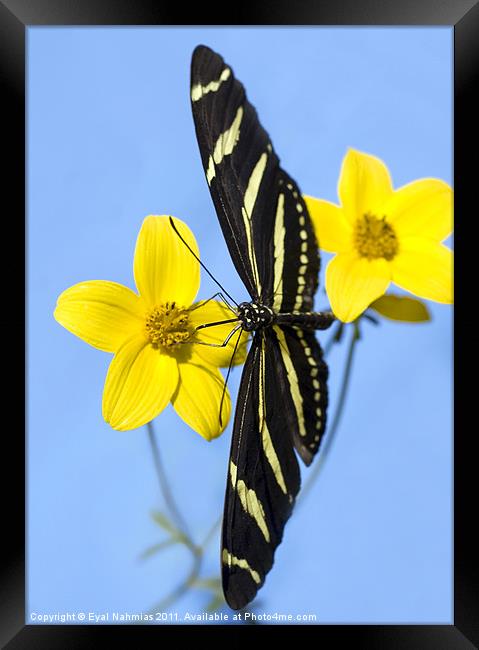A zebra longwing butterfly, Heliconius charitonius Framed Print by Eyal Nahmias