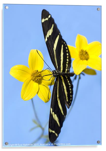 A zebra longwing butterfly, Heliconius charitonius Acrylic by Eyal Nahmias