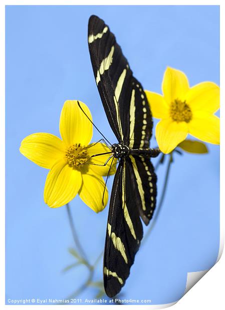 A zebra longwing butterfly, Heliconius charitonius Print by Eyal Nahmias