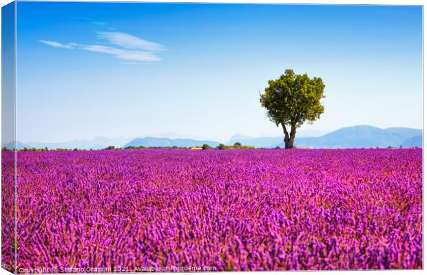 Tree and Lavender Flowers. Provence Canvas Print by Stefano Orazzini