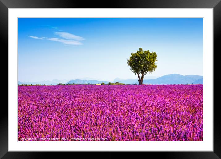 Tree and Lavender Flowers. Provence Framed Mounted Print by Stefano Orazzini
