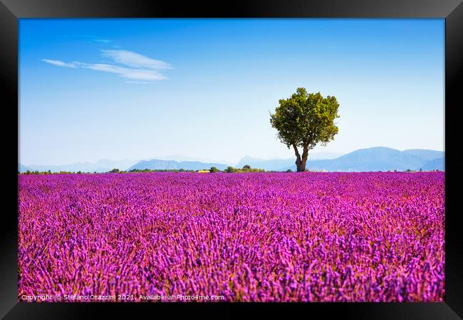 Tree and Lavender Flowers. Provence Framed Print by Stefano Orazzini