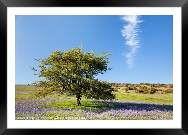 Holwell Lawn Bluebells Framed Mounted Print by Bruce Little