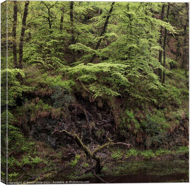 Dartmoor rainforest Canvas Print by Bruce Little