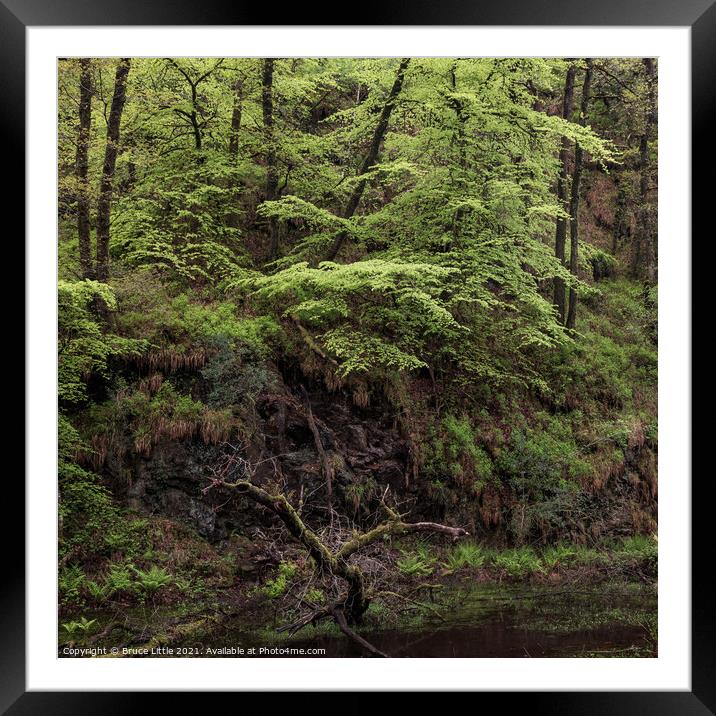 Dartmoor rainforest Framed Mounted Print by Bruce Little